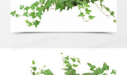 藤蔓漫画,描绘生活的细腻画卷